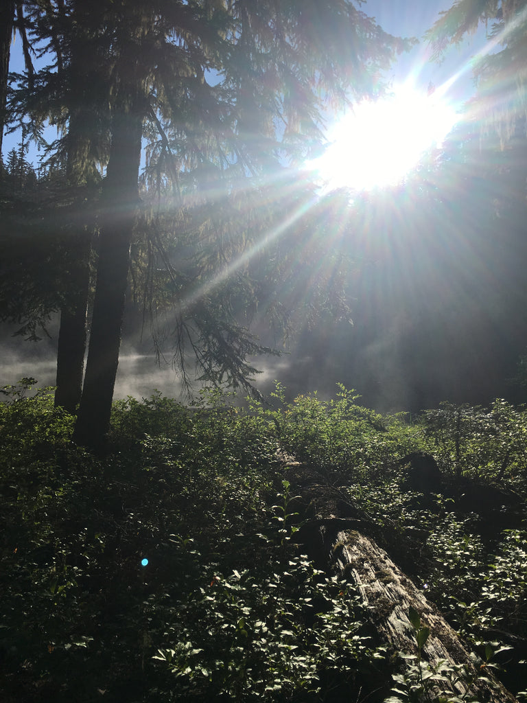 A photo of the sun shining though the Washington trees taken by Lou while hiking the PCT